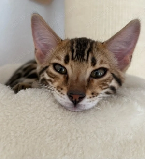 Wurfankündigung April 2026 Bild 8