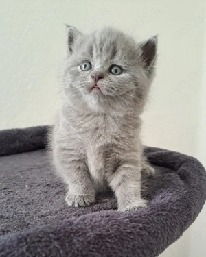 BKH (Britisch Kurzhaar) in blau Farben Kätzchen. Katzenbaby