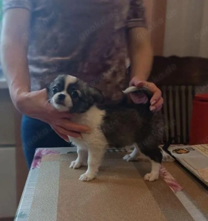 Ein liebenswerter und süßer Chihuahua-Welpe steht zum Verkauf