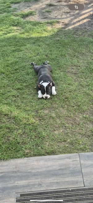 American Bully mit ABKC Papieren