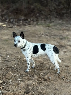 Mischlings Hündin 9 Monate 