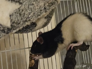 ratten dame chessy abzugeben 