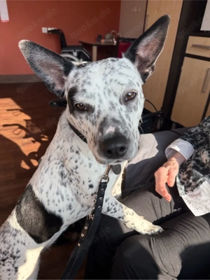 OEB Mischlings Hündin 9 Monate 