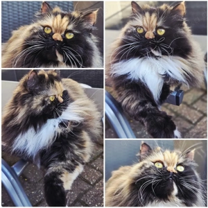 2 langhaar Perserkatzen  Bild 3