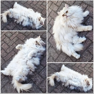 2 langhaar Perserkatzen  Bild 2