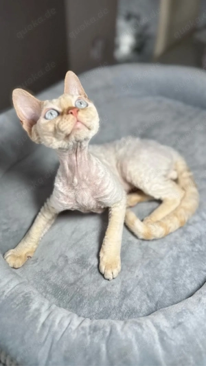 Devon Rex, WCF of OxHild. Bild 5