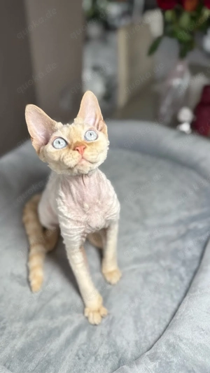 Devon Rex, WCF of OxHild. Bild 4