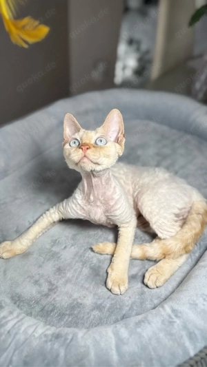 Devon Rex, WCF of OxHild. Bild 2