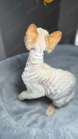 Devon Rex, WCF of OxHild. Bild 3