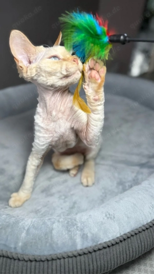 Devon Rex, WCF of OxHild. Bild 7