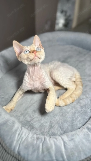 Devon Rex, WCF of OxHild. Bild 6
