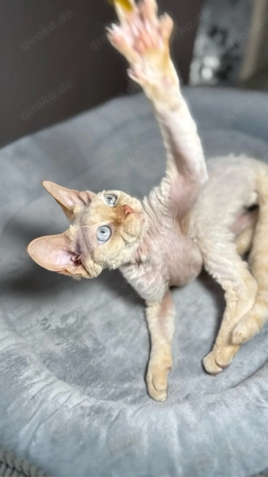 Devon Rex, WCF of OxHild. Bild 9
