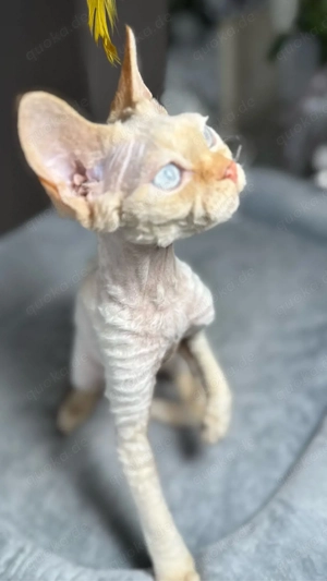 Devon Rex, WCF of OxHild. Bild 8