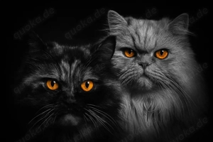 2 langhaar Perserkatzen 