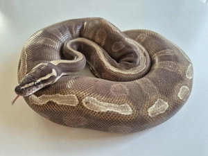 GHI Enchi Mojave 0,1 Königspython