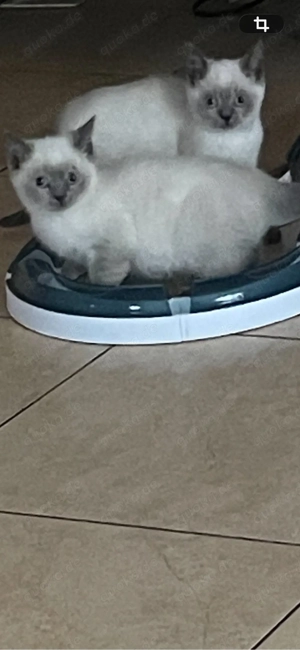 BKH Ragdoll Mix 400  Pro Kitten