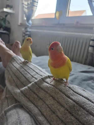 verkaufe Handzahme Agaporniden oder tausche gegen andere Vögelchen