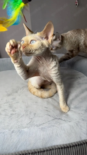 Devon Rex, WCF of OxHild. Bild 10