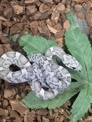 Anery Sunkissed Kornnattern von 2025