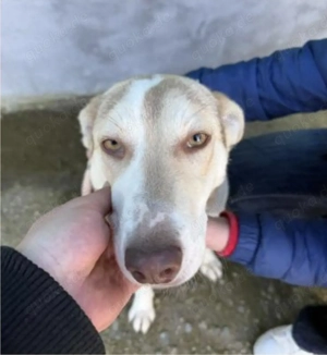 Sunny wünscht sich ein Zuhause