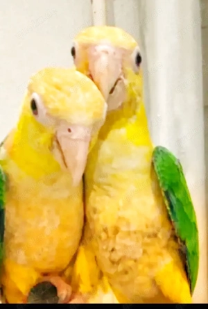 Rostkappen Papageien Paar