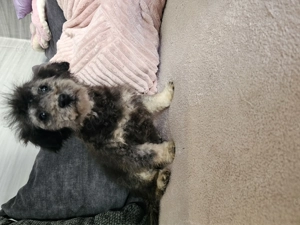 Wunderschöner Zwergpudelrüde, Silber