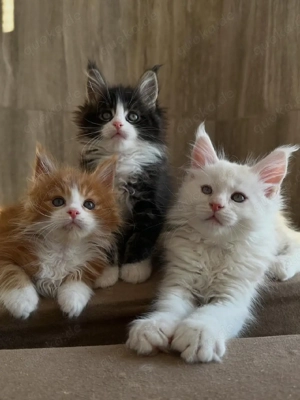 Maine-Coon-Kätzchen suchen ein neues Zuhause