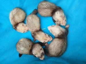 Junge Frettchen abzugeben