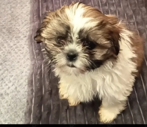 Welpen reinrassige shih tzu 