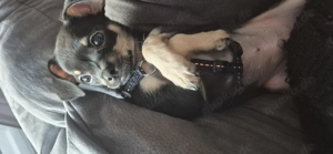 Reinrassiger Chihuahua Rüde