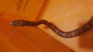 Ausgewachsene Kornnatter (Wildtyp?) vermutlich Weiblich