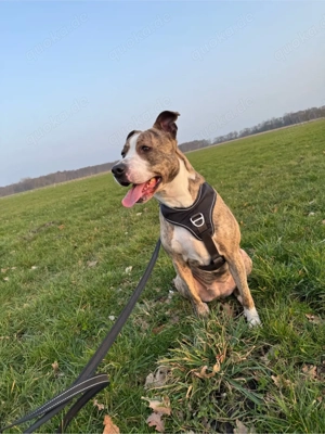 dringend Zuhause gesucht 