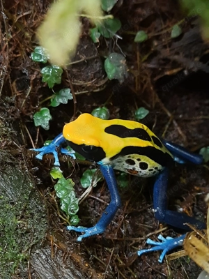 WhatsApp-Community "Terraristikstammtisch Niederbayern" 