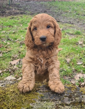 Cockapoo Cockerpoo Welpen F1 aus untersuchten Eltern 