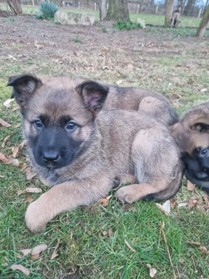 Süße Schäferhund-Mischlings-Welpen suchen liebevolles Zuhause
