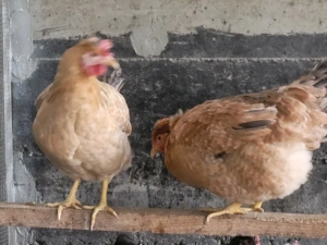 Hühnery Junghennen zu verkaufen 