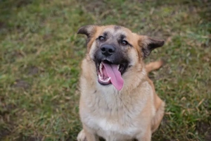 *DUNA* - Ich bin lieb, freundich, lebensfroh, sozial, und ich liebe die menschlichen Kontakte