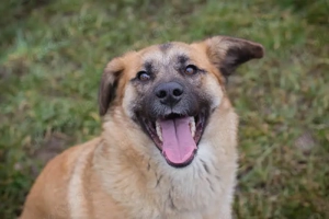 *DUNA* - Ich bin lieb, freundich, lebensfroh, sozial, und ich liebe die menschlichen Kontakte