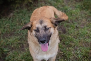*DUNA* - Ich bin lieb, freundich, lebensfroh, sozial, und ich liebe die menschlichen Kontakte Bild 4