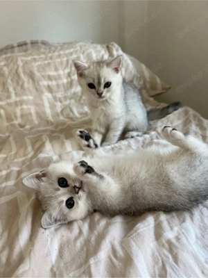 Reinrassige BKH Silver Shaded Kitten suchen ein liebevolles zuhause