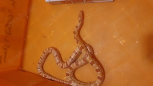 Ausgewachsene Kornnatter (Amelanistic?) vermutlich Weiblich