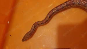 Ausgewachsene Kornnatter (Wildtyp?) vermutlich Männlich