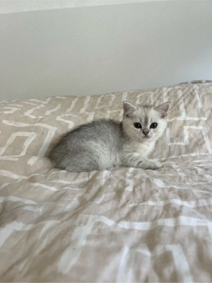 Reinrassige BKH Silver Shaded Kitten suchen ein liebevolles zuhause Bild 8