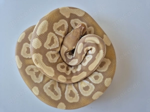 Ultramel Mojave 1,0 Königspython 