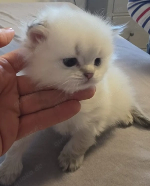 BLH Kitten (reinrassige British Langhaar Katerchen)  Bild 2