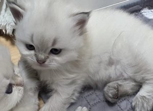 BLH Kitten (reinrassige British Langhaar Katerchen)  Bild 4
