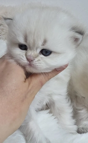 BLH Kitten (reinrassige British Langhaar Katerchen)  Bild 5