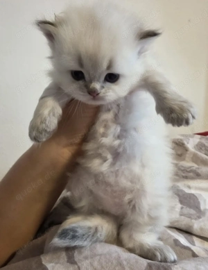 BLH Kitten (reinrassige British Langhaar Katerchen)  Bild 3