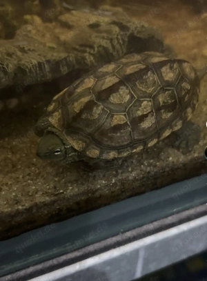 Chinesische Dreikielschildkröte 