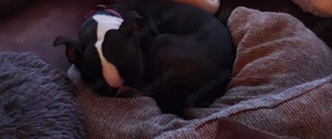 Verkaufe Boston Terrier 2Jahre alt.